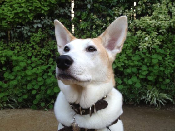 ようこそペーター動物病院へ